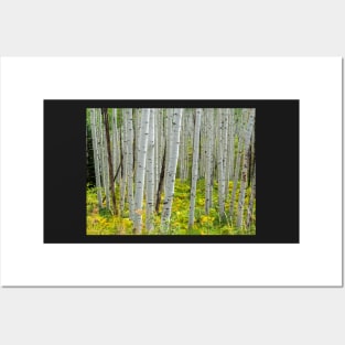 Aspen Trees Posters and Art